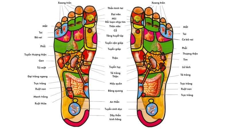 Bản đồ huyệt đạo quan trọng hỗ trợ tuần hoàn ở chân  
